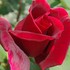 私が一番好きな薔薇　パパメイアン　2016年　春