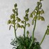 Albuca spiralis 'Frizzle Sizzle'