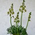 Albuca spiralis 'Frizzle Sizzle'