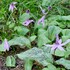 高山植物を観賞する（１）