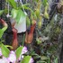 多肉植物・食虫植物etc・・・