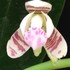 Phalaenopsis japonica:  ナゴランが開花してきました。