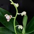 Phalaenopsis japonica:  ナゴランが開花してきました。