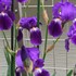 ドイツアヤメ   German iris