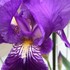 ドイツアヤメ   German iris