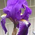 ドイツアヤメ   German iris