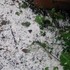 “積雪”のよう　風に散るウツギ