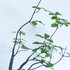 雑木盆栽　コナラの寄せ植え