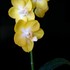 Phal. Sogo Shito:  鮮やかな黄色の胡蝶蘭です