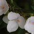 フロックスとムラサキツユクサの白花