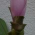 Curcuma alismatifoliaが開花するどおおお～。
