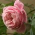 暑さの中で、デルバールのバラが二種類、咲きました