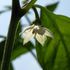 野菜のお花