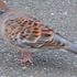 今日の100分の3「野鳥と狸」