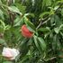 桃 収穫しました