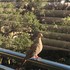 Mourning Dove:  ナゲキバト