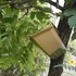 最近の庭から～山野草のオフ会で頂いた植物など