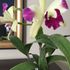 6th Annual Cattleya Symposium: 続3