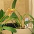 Masdevallia Hybrid: その後