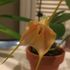 Masdevallia Hybrid: その後