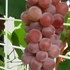 ぶどうの収穫🍇ビオラの発芽🌱