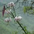 東チベットの花　最後に