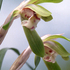 【植物図鑑】ネリネなど12種類の植物情報追加