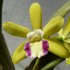 Epidendrum Hybrids Greenbird　‘Brillant’