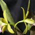 Epidendrum Hybrids Greenbird　‘Brillant’