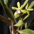 Epidendrum Hybrids Greenbird　‘Brillant’