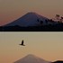 富士山と野鳥。ウォーキングMS⑤13日目(1473日目)