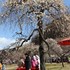 神崎緑地公園の梅祭り