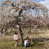 神崎緑地公園の梅祭り