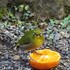 🐦我が庭先にメジロが飛来🐦