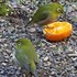 🐦我が庭先にメジロが飛来🐦