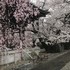 近くのお寺の桜