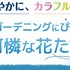 期間限定特集「初夏のガーデニングにぴったりの可憐な花たち」