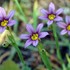 ニワゼキショウの花