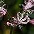 Nerine humilis