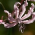 Nerine humilis