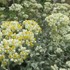 ヘリクリサム　シルバーの花とコンパクトダリア２種