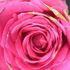 Pink roses（オードリー、Fレディ、Rポンパドール）