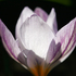 Crocus laevigatus 'Fontenayi'