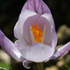 Crocus laevigatus 'Fontenayi'