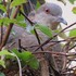 苔庭のキジバトさん、抱卵中です