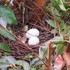苔庭のキジバトさん、抱卵中です