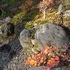 苔庭・シモツケとわずかに残るハゼの紅葉