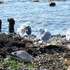 今日は野鳥観察～( ◠‿◠ ) ～