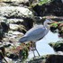 今日は野鳥観察～( ◠‿◠ ) ～