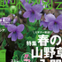 【テキスト掲載情報】『趣味の園芸』『やさいの時間』3月号に掲載されたメンバーを発表！